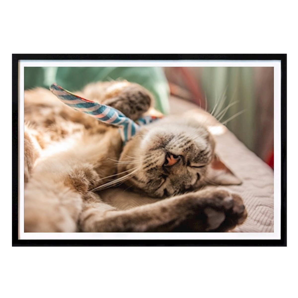 Djur Poster: Baby katt av Santiago Romero Cortes