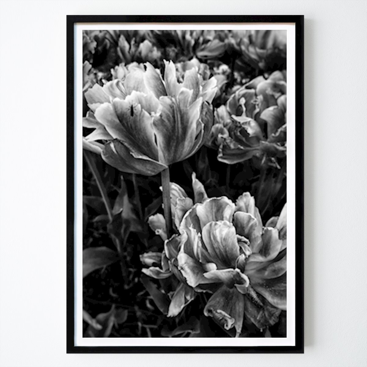 Black & White Poster: Damn Mosquito by Nicklas Astfors