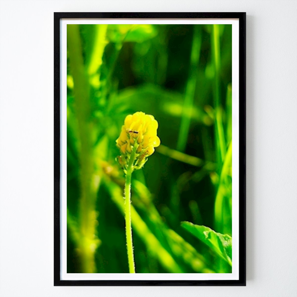 Blumen & Pflanzen Poster: Kleiner gelber Klee in der Sonne von Evangeline Compton