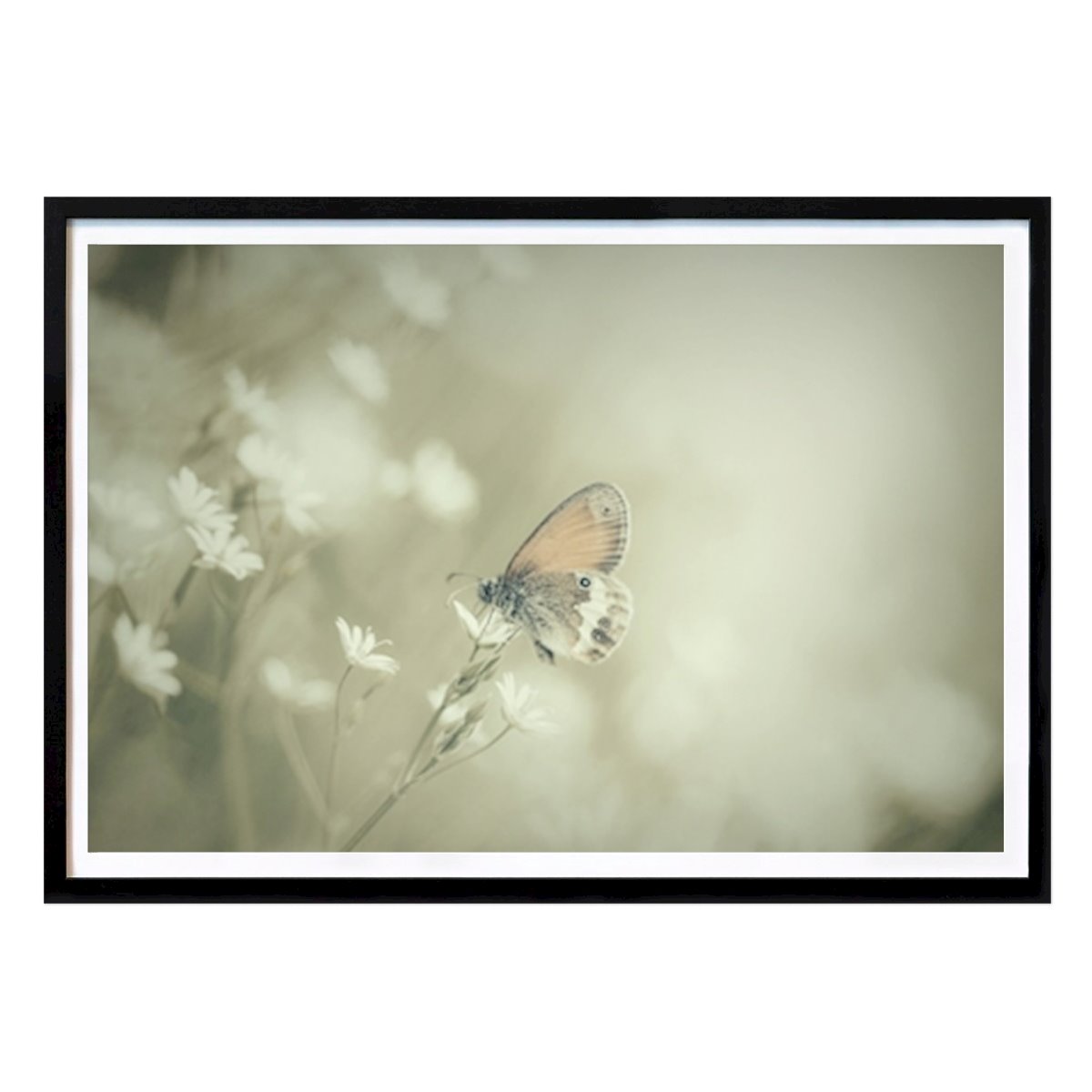 Botanisk Poster: Fjäril i blomsteräng av Henrik Sjöberg
