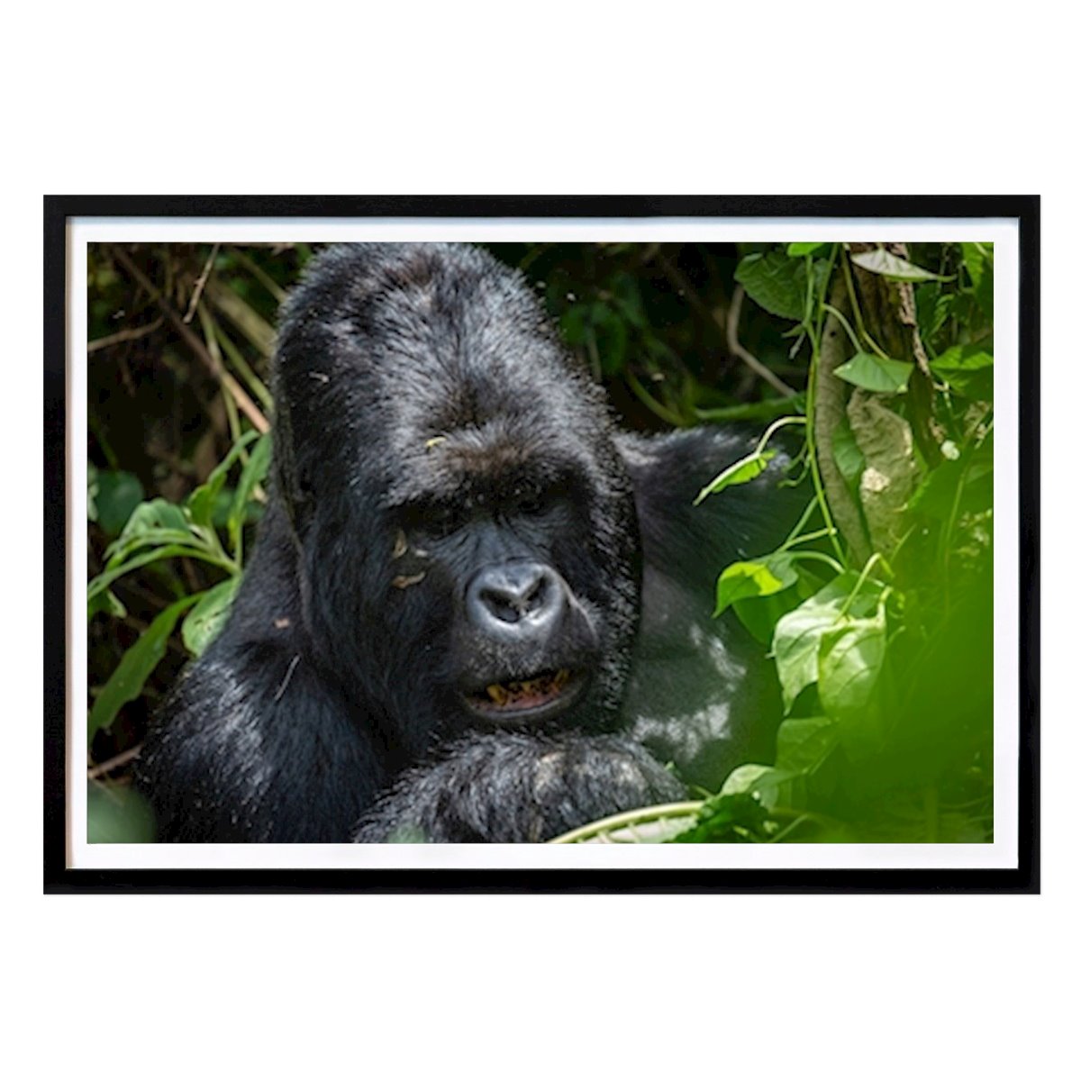 Animal Poster: Scarface de Sølve Fredheim
