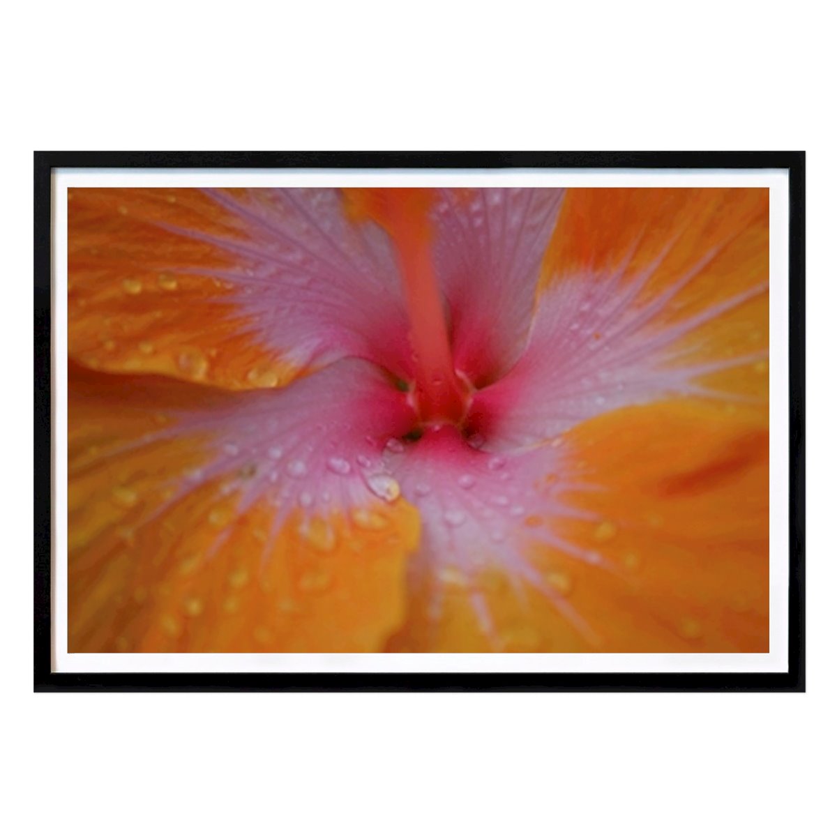 Botanical Poster: Colombian flower by YAKOLAVERDE