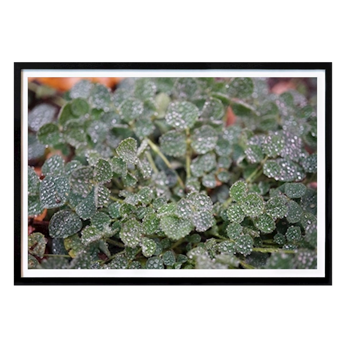 Natur Poster: Regentropfen bei Klee von Karolina Gustavsson