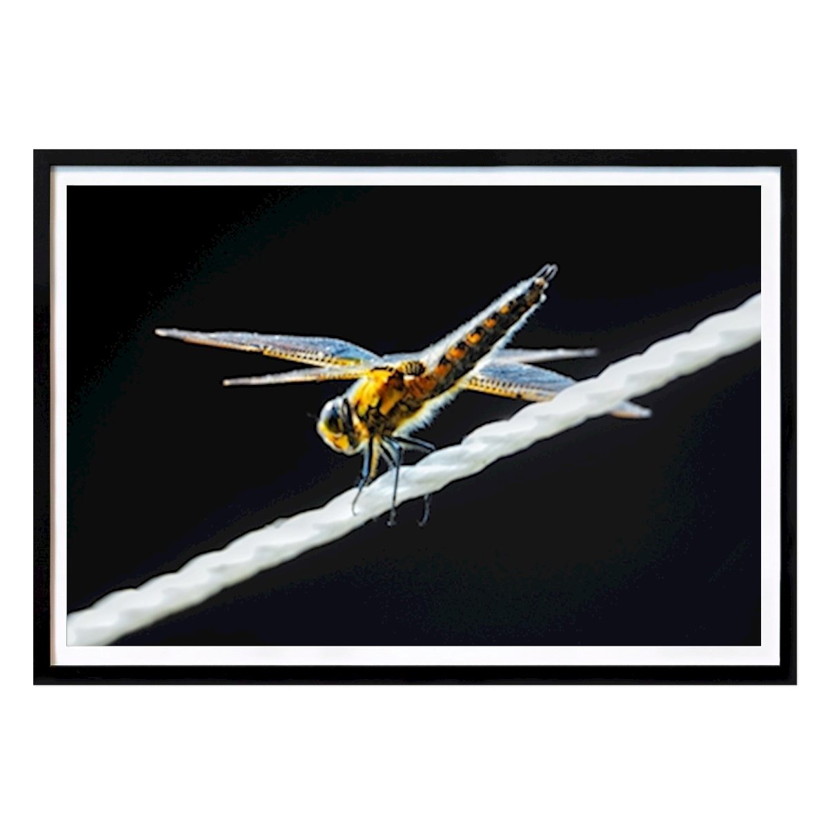 Barne Plakat: Øyenstikker av Jenni Apajalahti