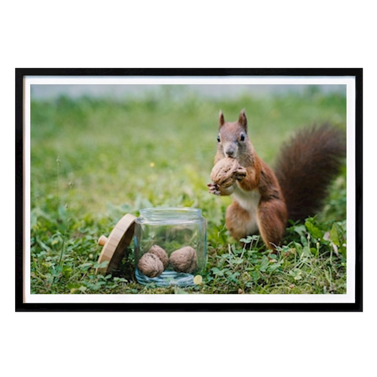 Animals Poster: Squirrel with nuts by Daniel Böhm