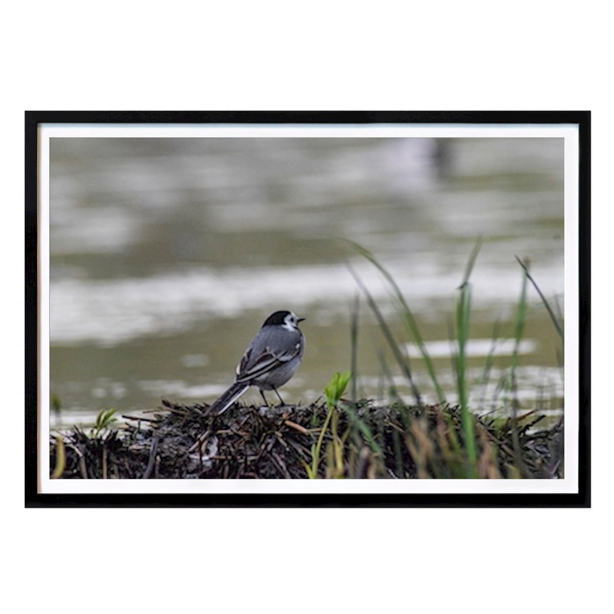 Places & Cities Poster: Bird in rain by Rajesh Badarawada