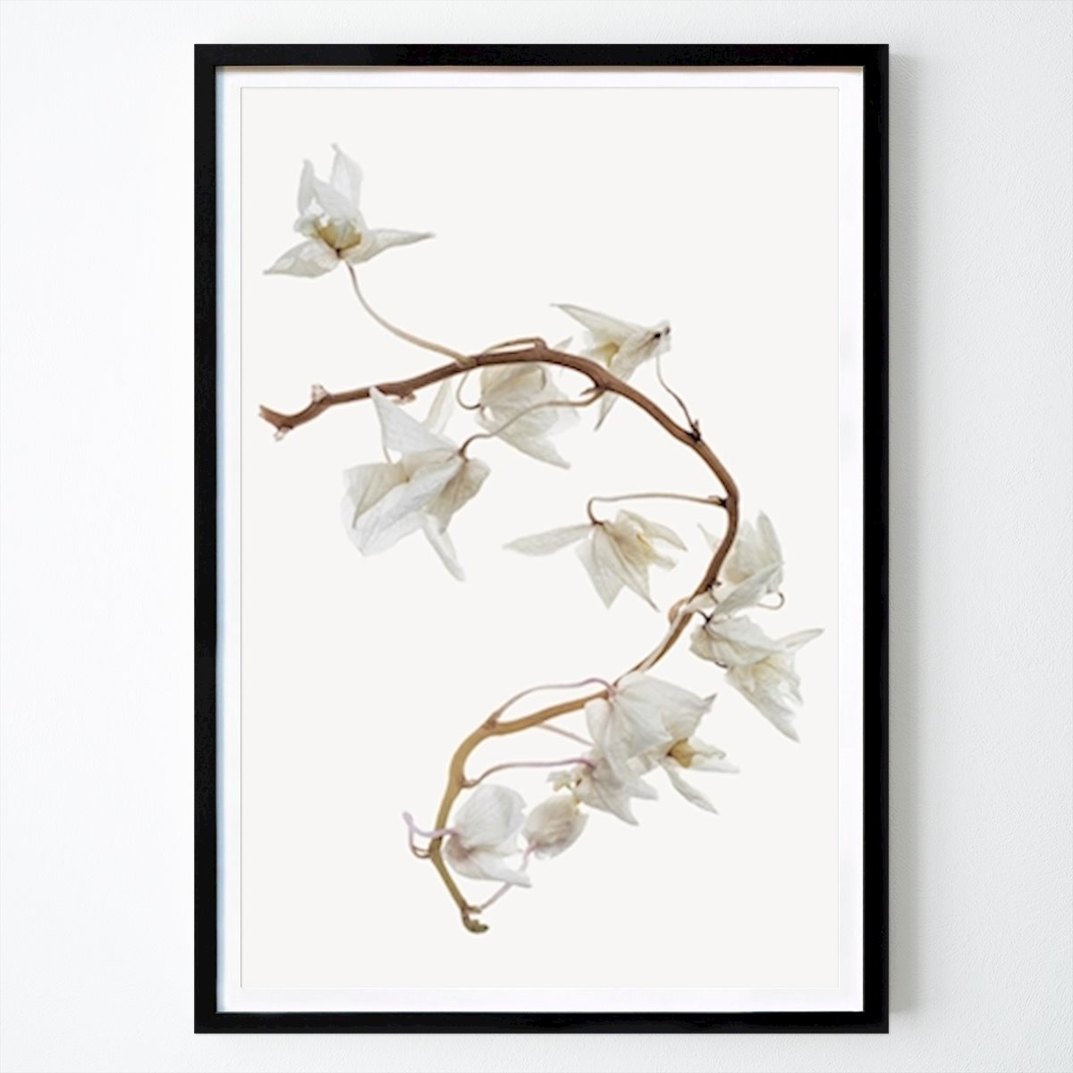 Blomster & Planter Plakat: Orkide av Ylva Wikström