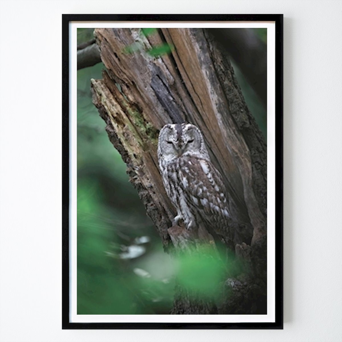 Kids Room Poster: Tawny Owl by Daniel Öberg