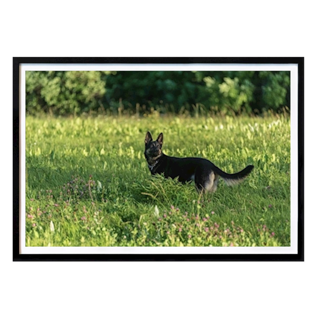 Villes & Pays Affiche: Chien dans le pré par Johannes Granström