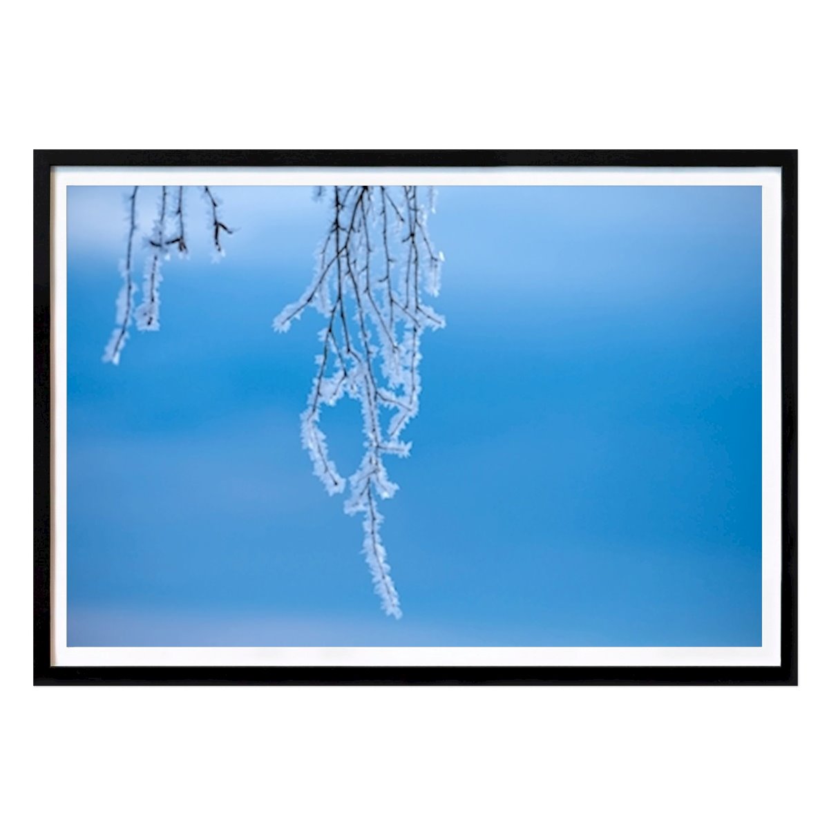 Natur Plakat: Frostige grene av Annika Erixon