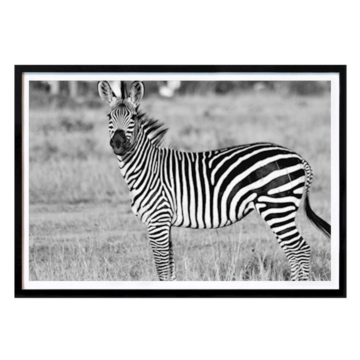 Animale Poster: Zebra di SUSANNE Lind