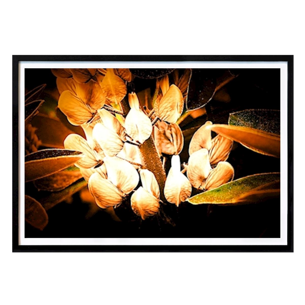 Naturaleza Póster: La flor del sol. de Roger Svensson