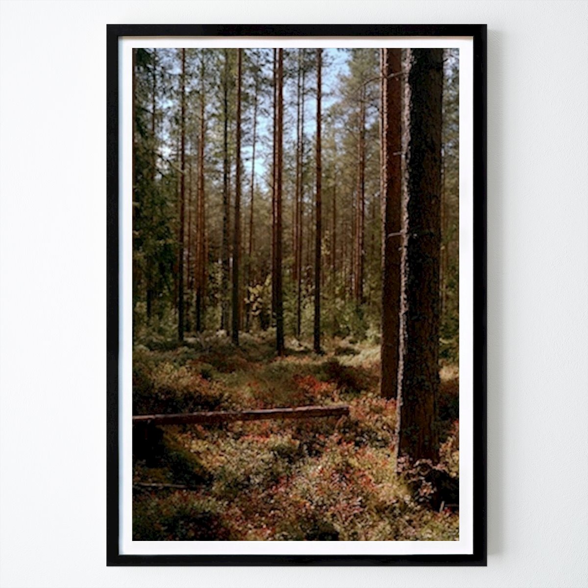 Natura Poster: Foresta estiva di Frederick