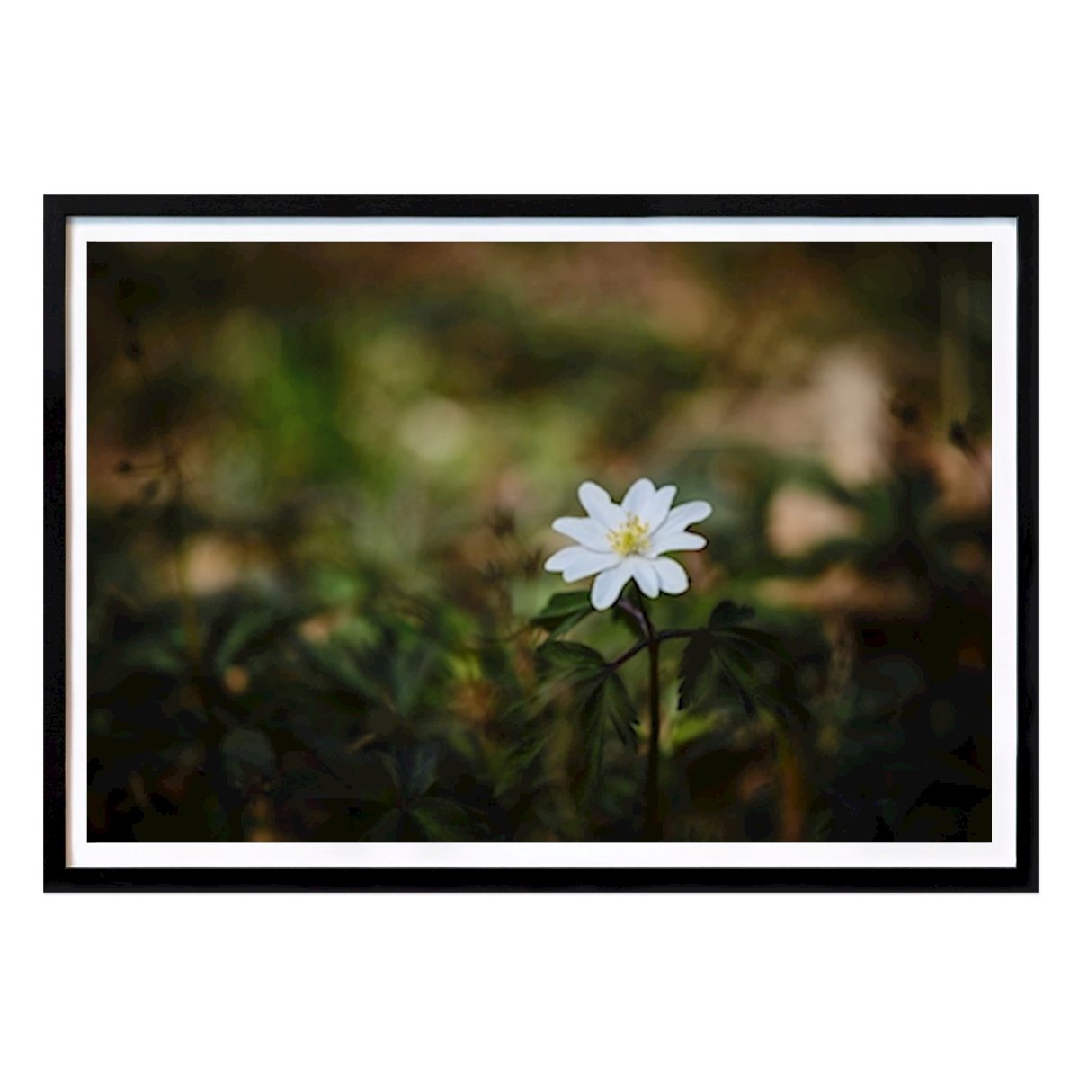 Botanical Poster: A Wood Anemone In The Forest by Brix Photo