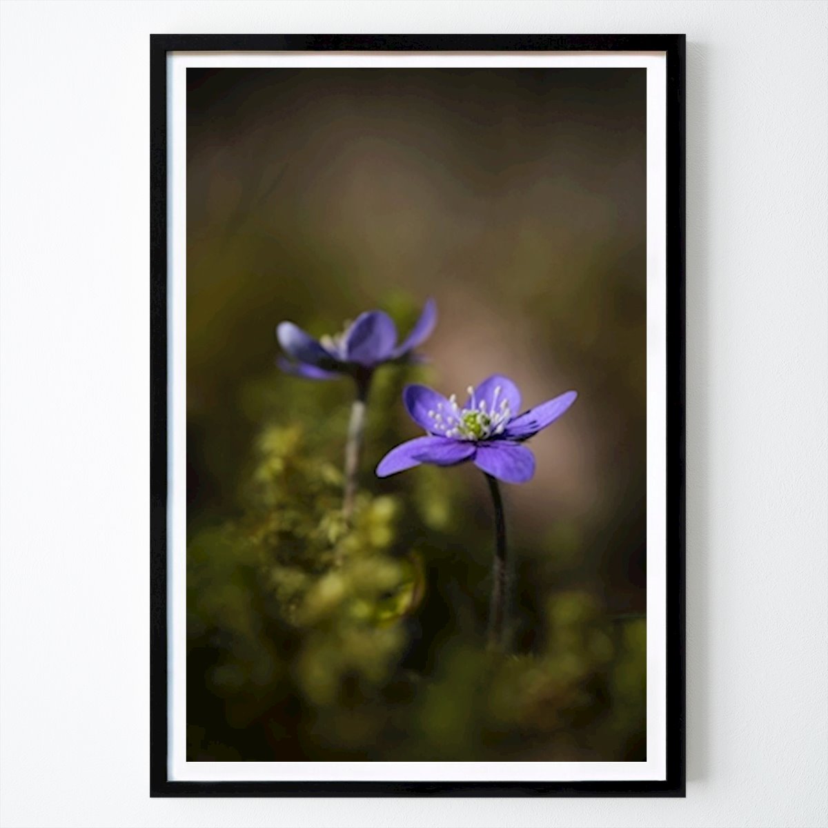 Botaniske Plakat: En blemme foran den andre av Brix Photo