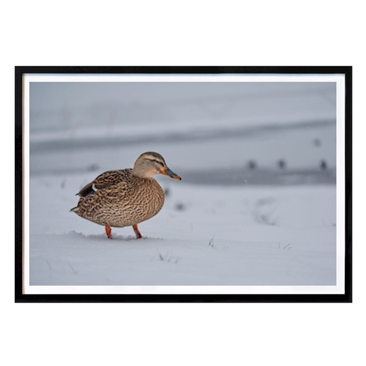 Animals Poster: Female mallard in the snow by Brix Photo
