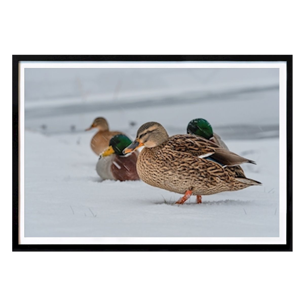 Animals Poster: Group of mallards in the snow by Brix Photo