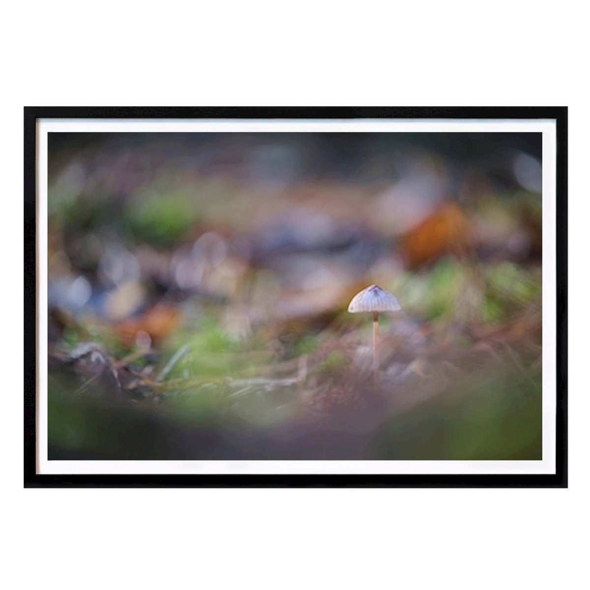Nature Poster: A small mushroom in the sun by Brix Photo