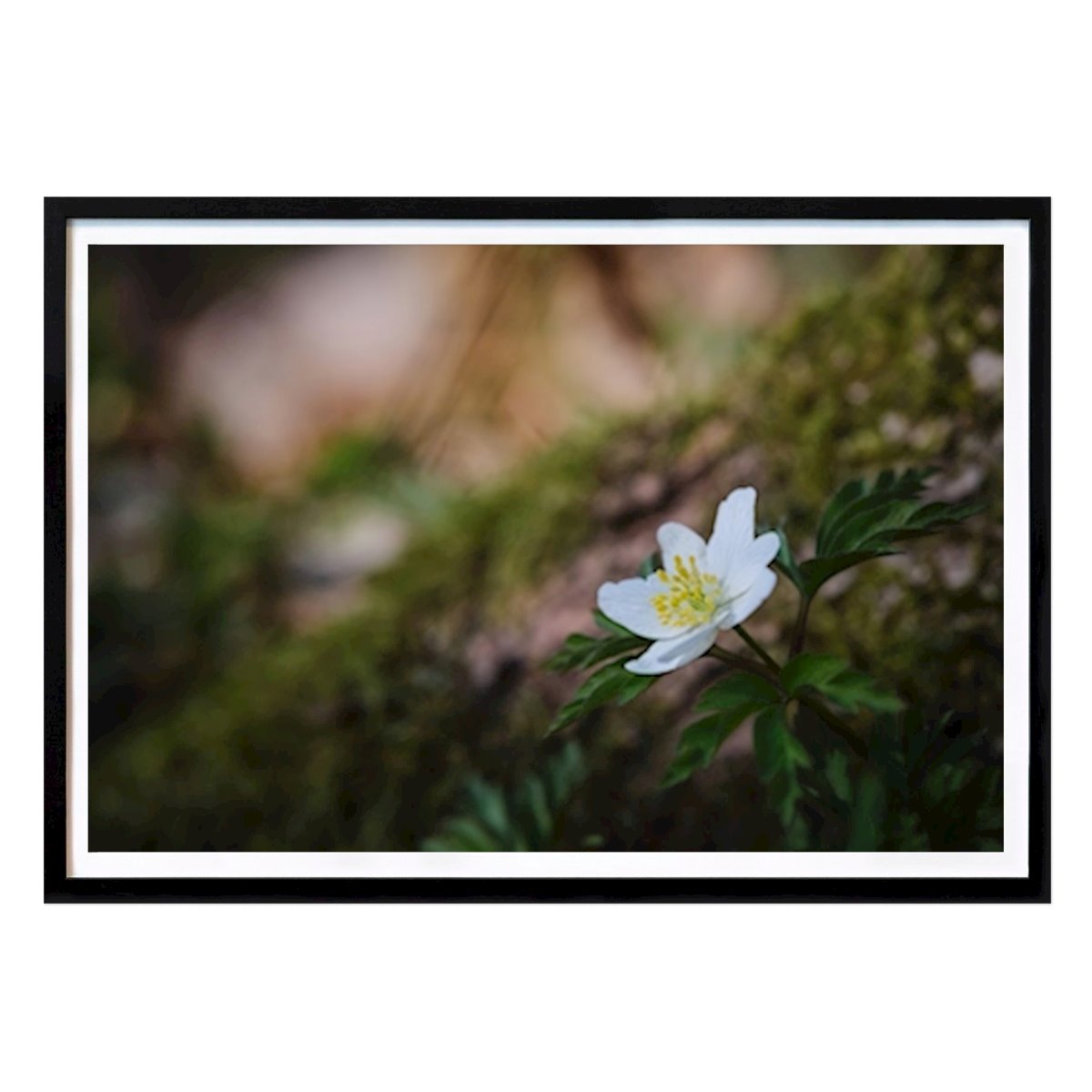Botanical Poster: A wood anemone by a tree by Brix Photo