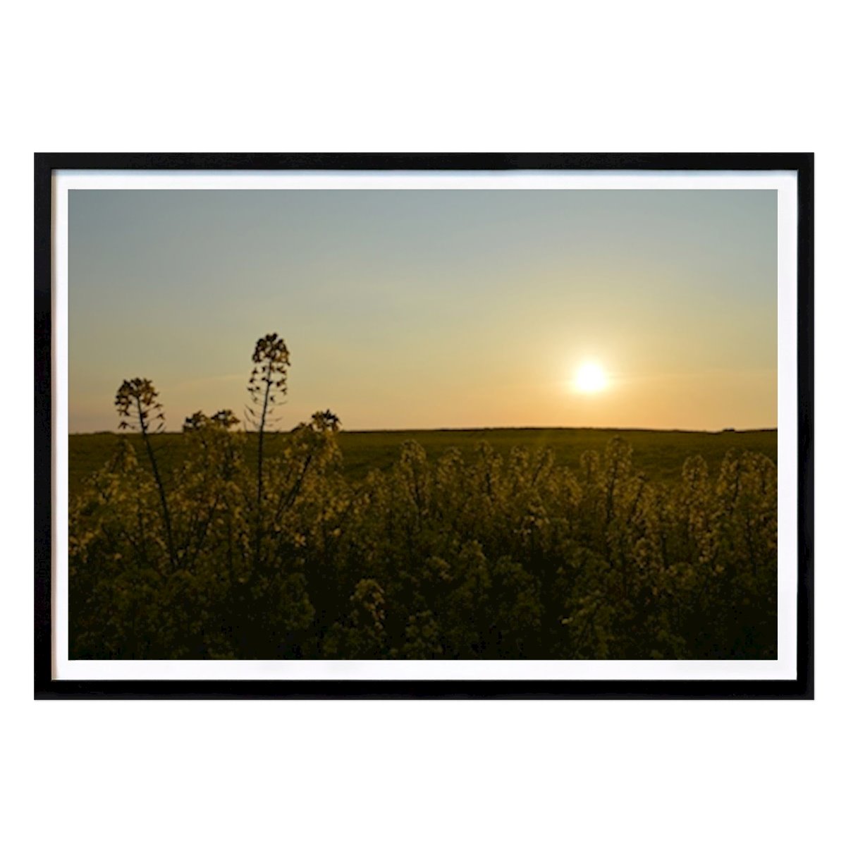 Kitchen Poster: Field in the South by Felix Nordahl