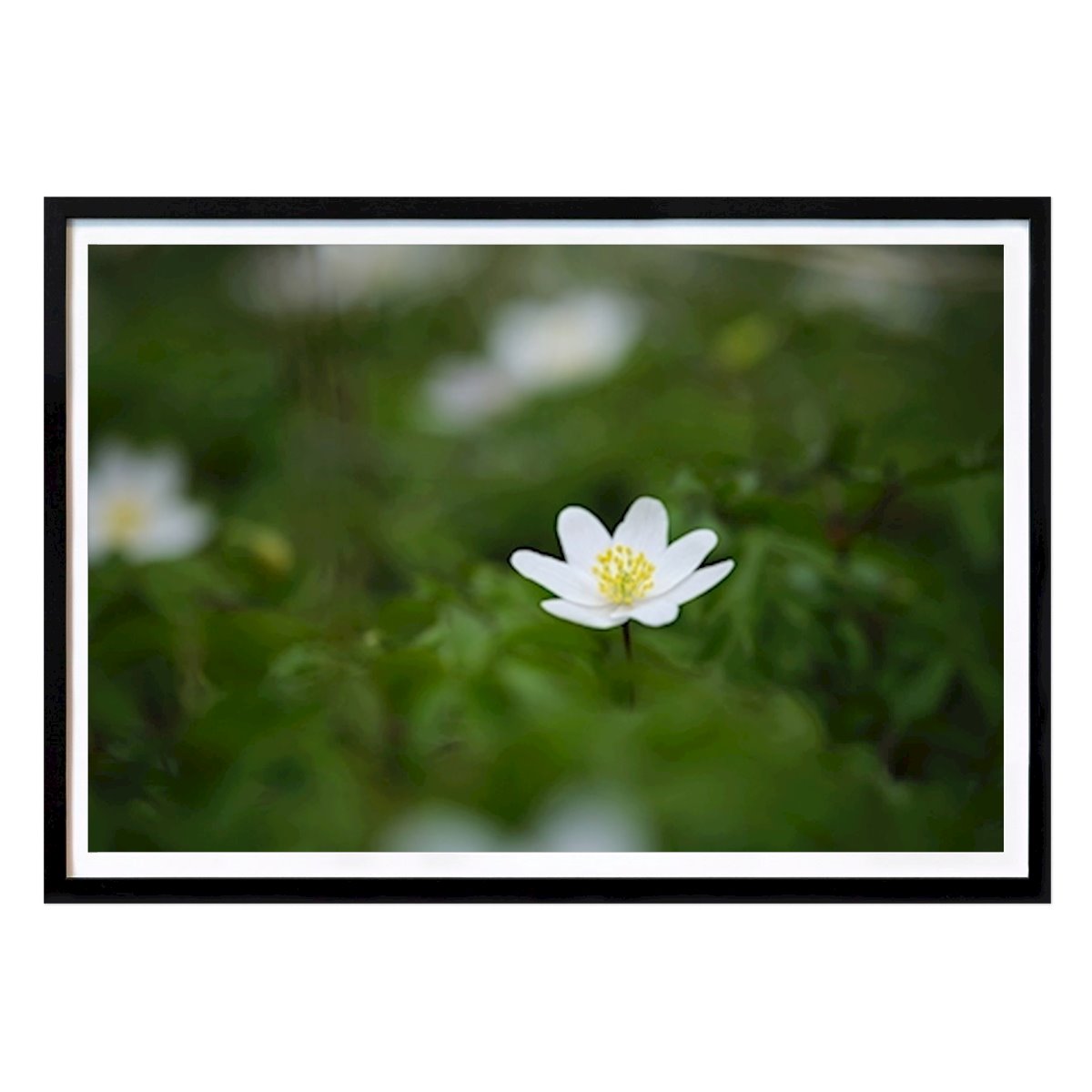 Botaniske Plakat: En hvit anemone i skogen av Brix Photo