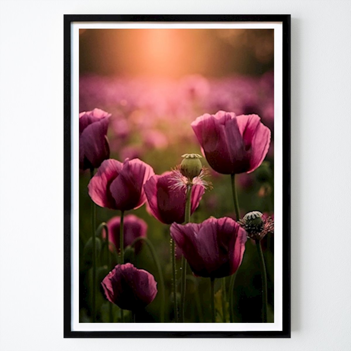 Botaniske Plakat: Lilla valmuefrø av Sabrina von Bein