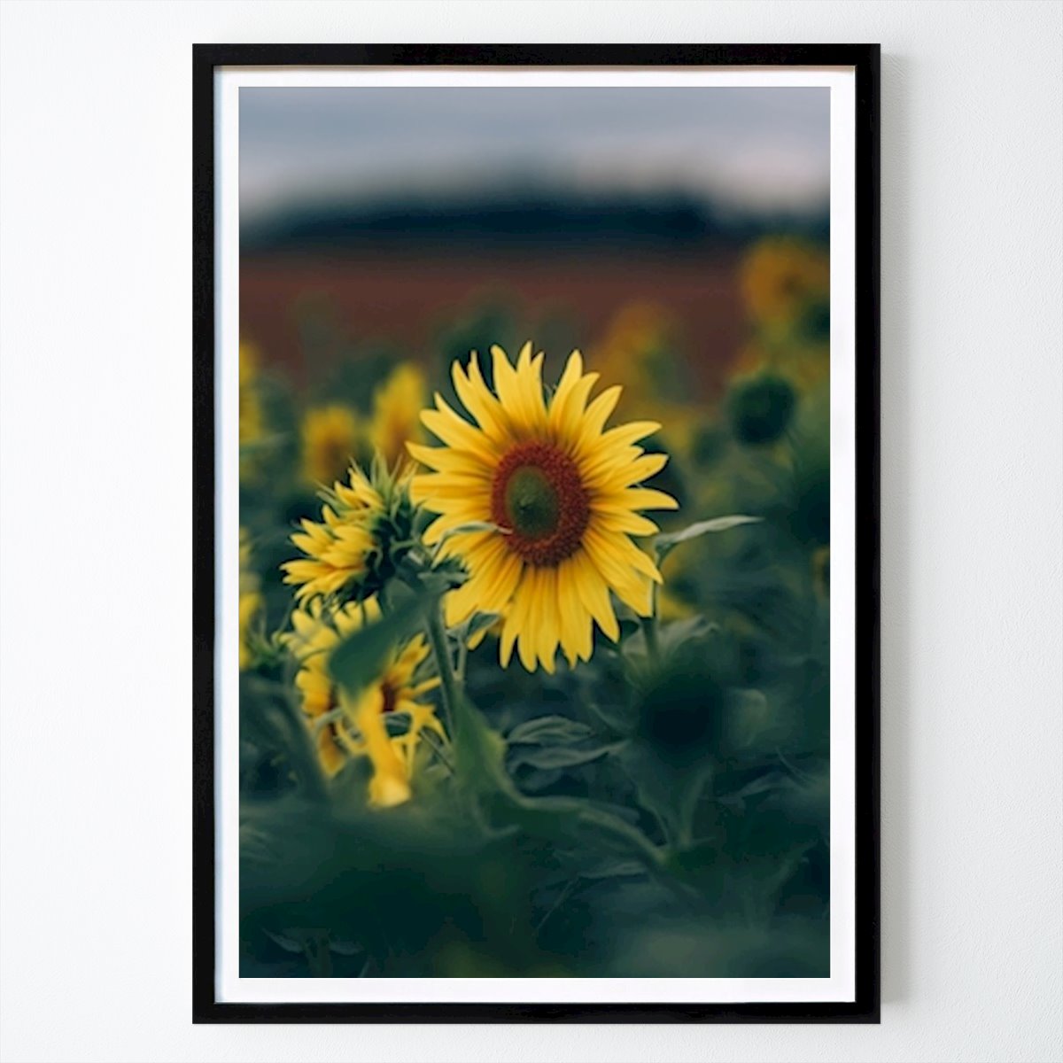 Nature Poster: Sunflower by Tomas Torsén
