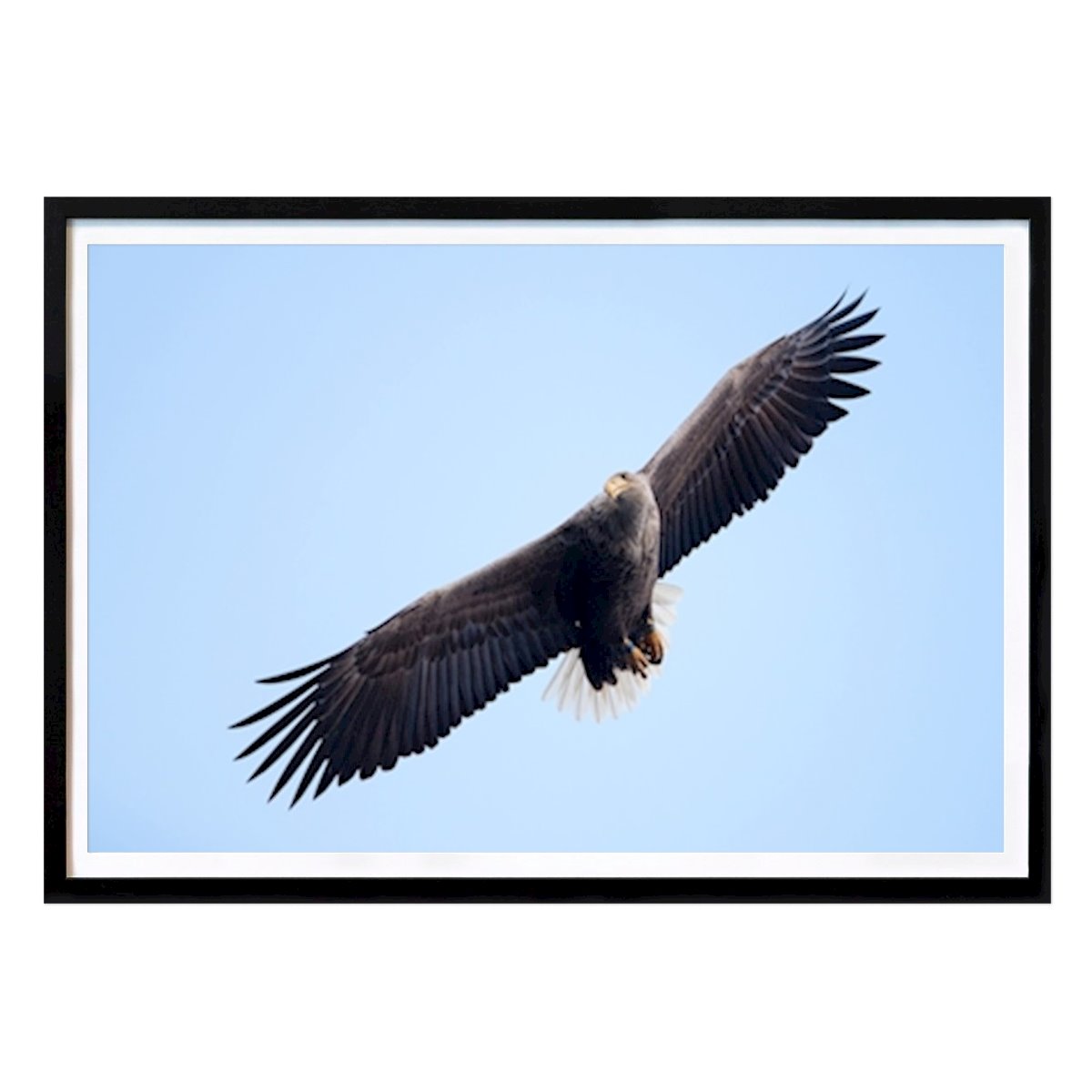 Animals Poster: Wingspan by Roger Bäck