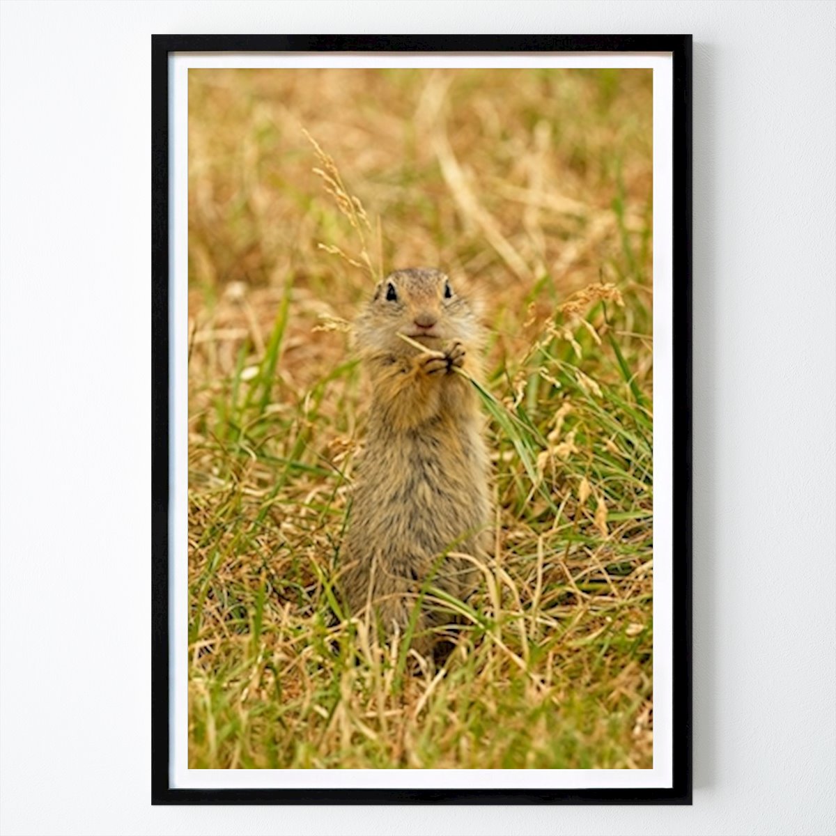 Animal Affiche: Gopher par Micky Dengel