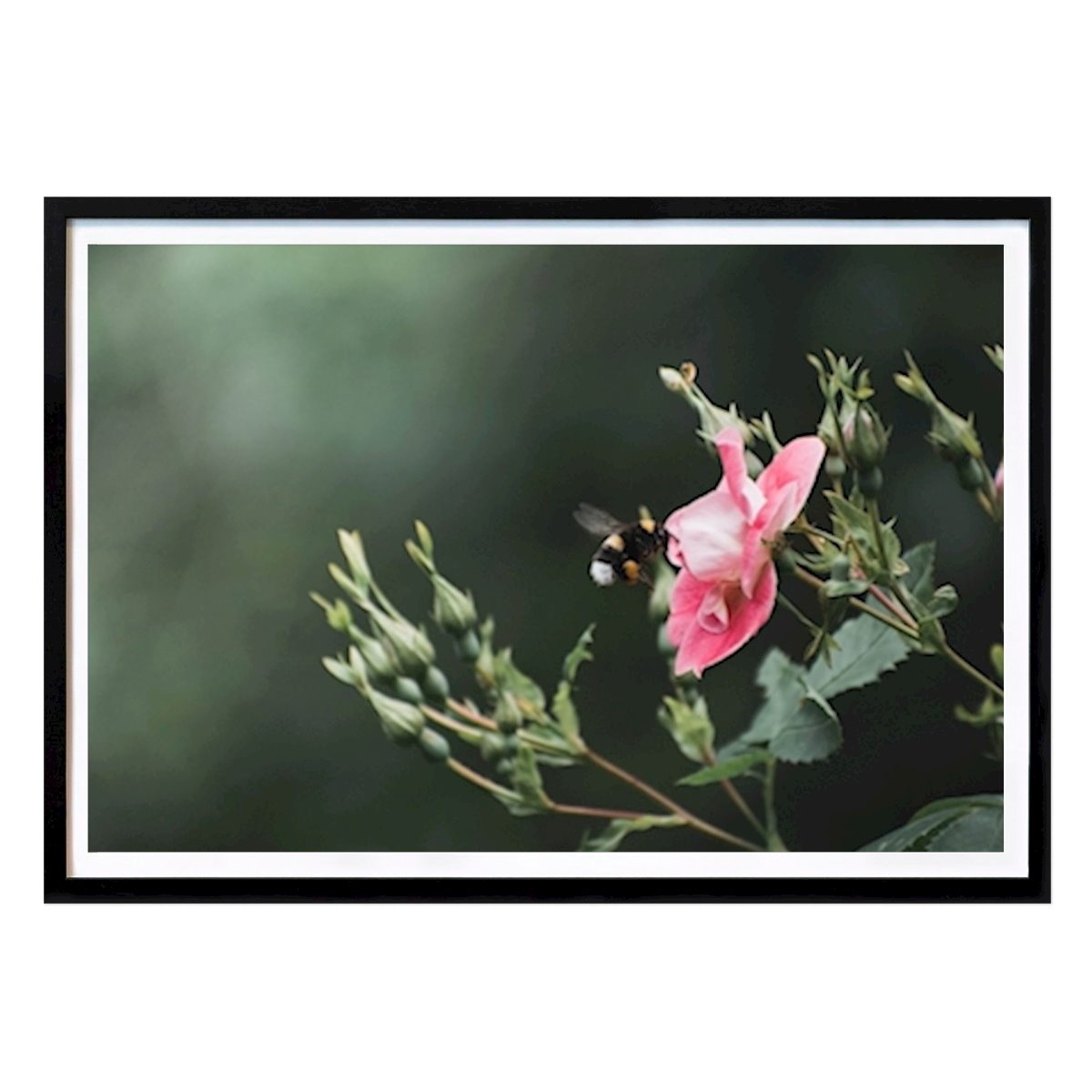 Dyr Plakat: Humle med blomst av Matilda Mårtensson