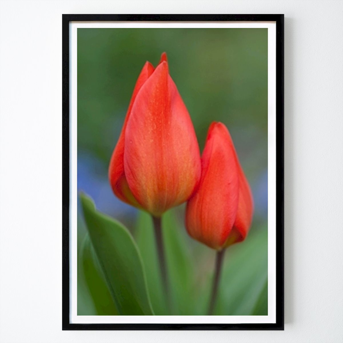 Kukat & Kasvit Juliste: Tulpenblüte tekijänä JD-JohnDoe-12236