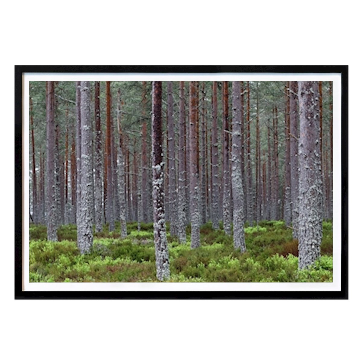 Animals Poster: Vertical tranquillity by DaBao Zi