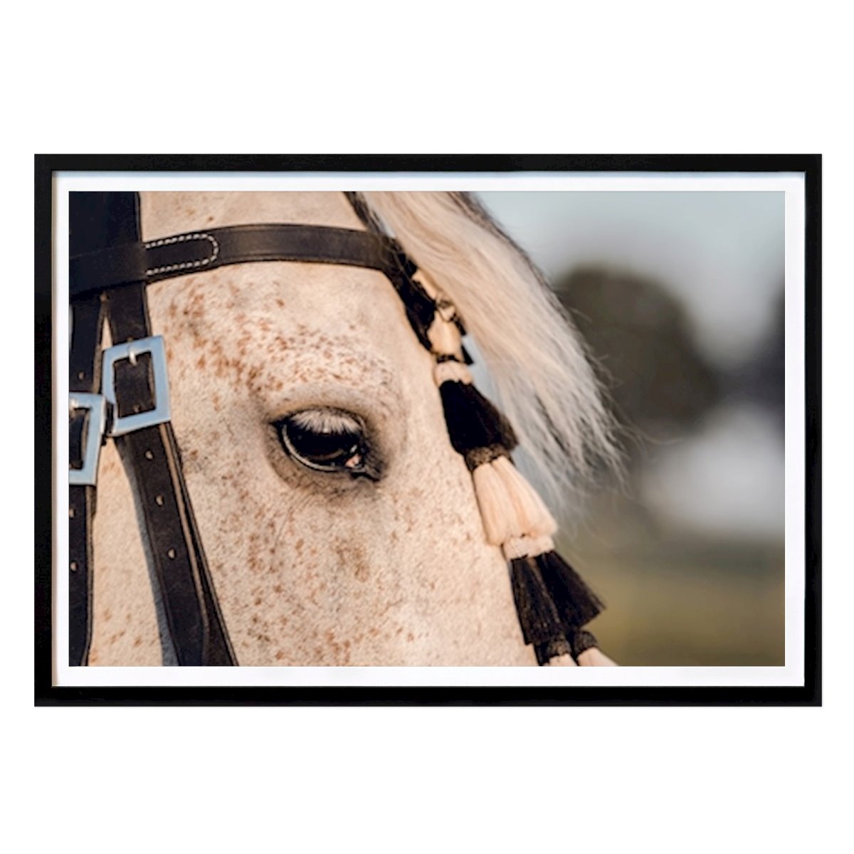 Animals Poster: Spanish horse by Betina Langenberg