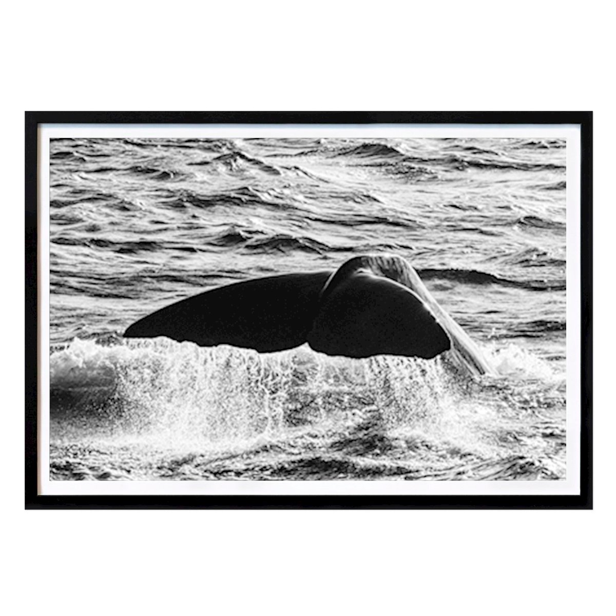 Animals Poster: Fluke by Ivo Baracuda