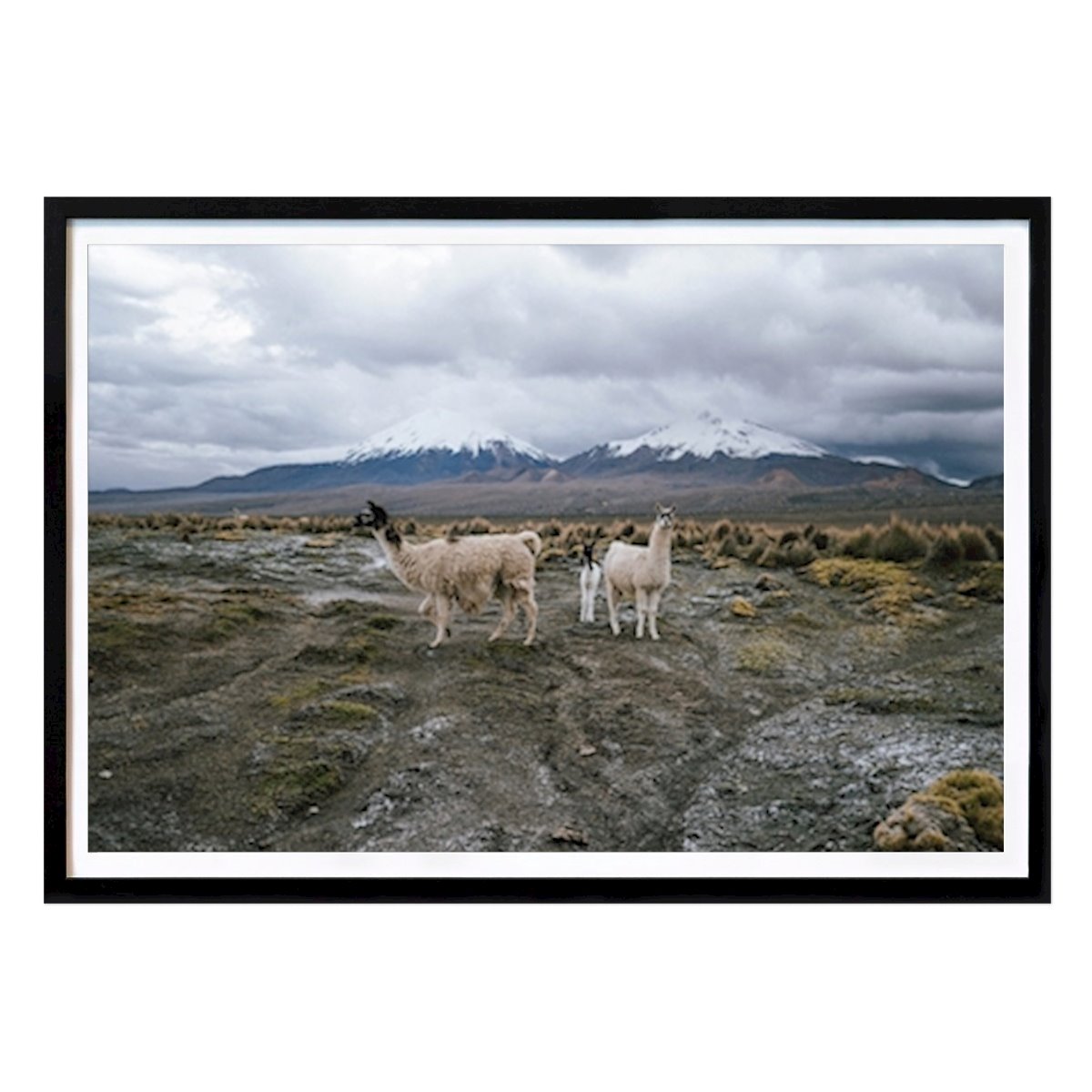 Animal Póster: Familia de llamas de Tom Schachtsiek