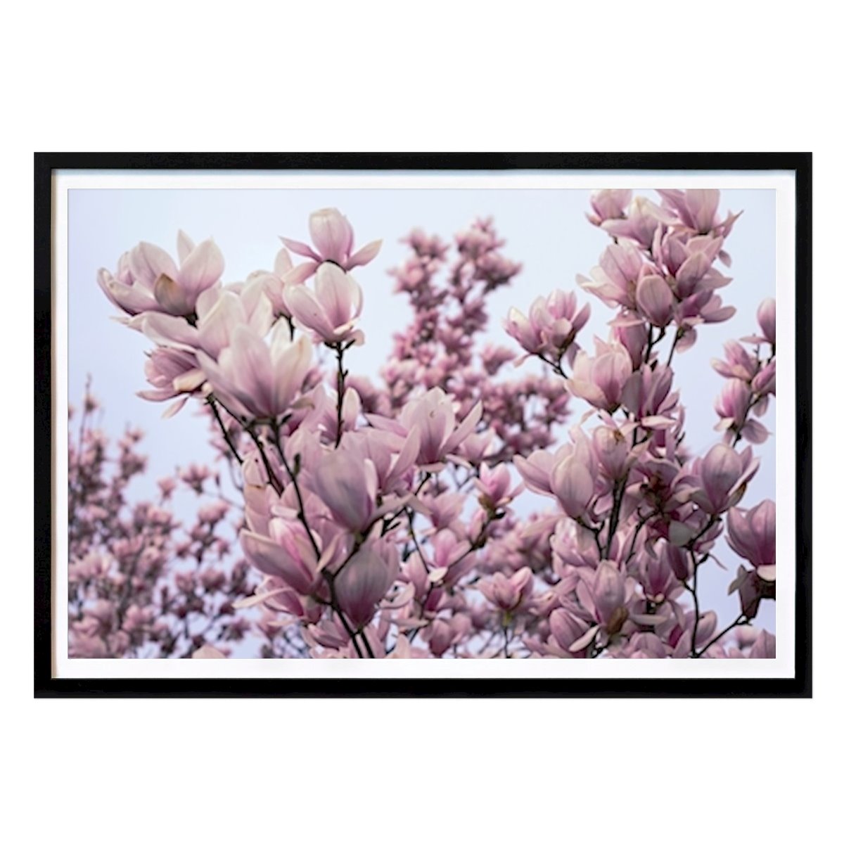 Botaniske Plakat: Magnolia blomst av Baciu Liliana