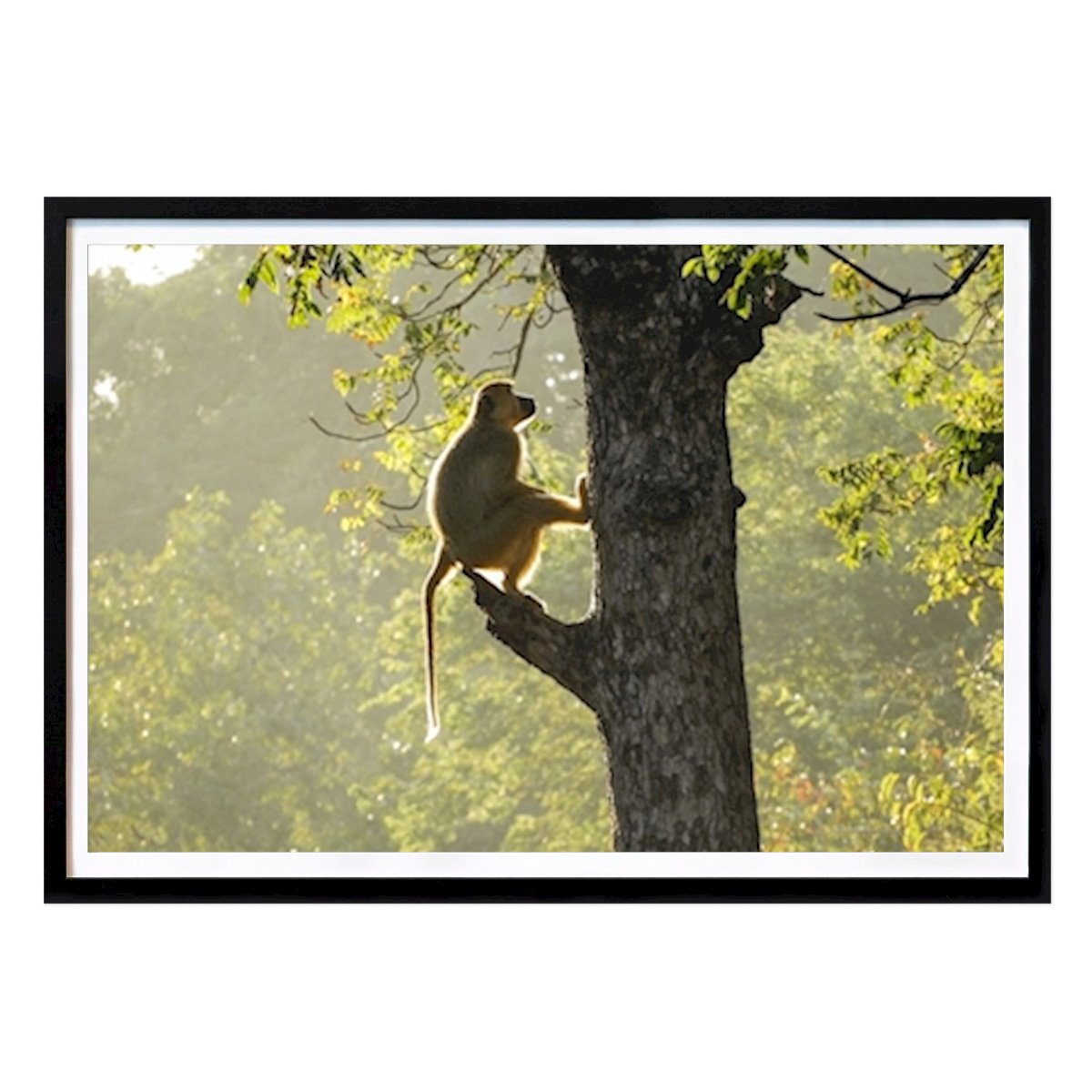 Animals Poster: Monkey in tree by Johanna Dias Saraiva