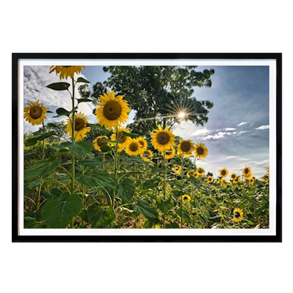 Botaniske Plakat: Solsikke vs sol av Erich Herb
