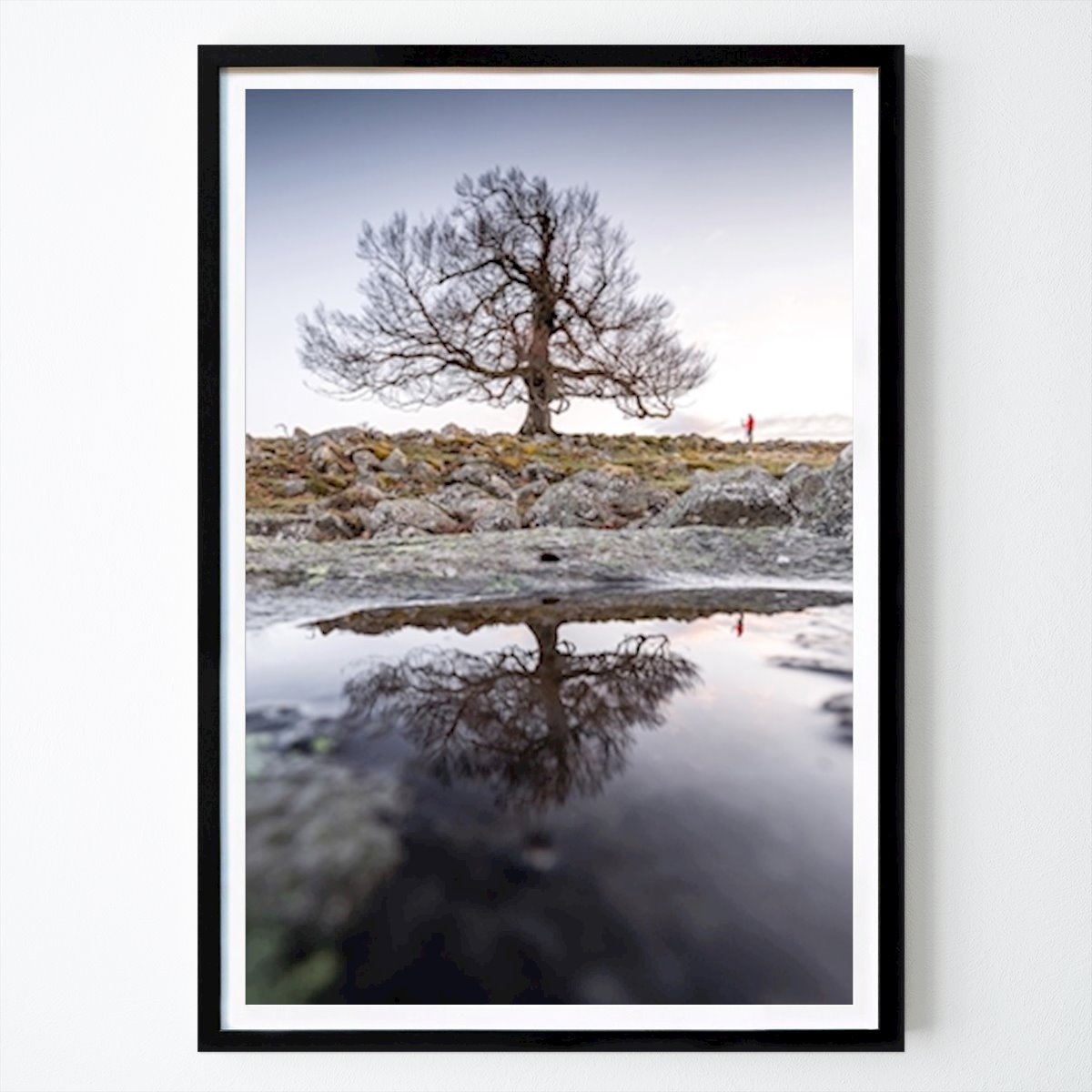 Nature Poster: Beech Tree by Alexander Martin