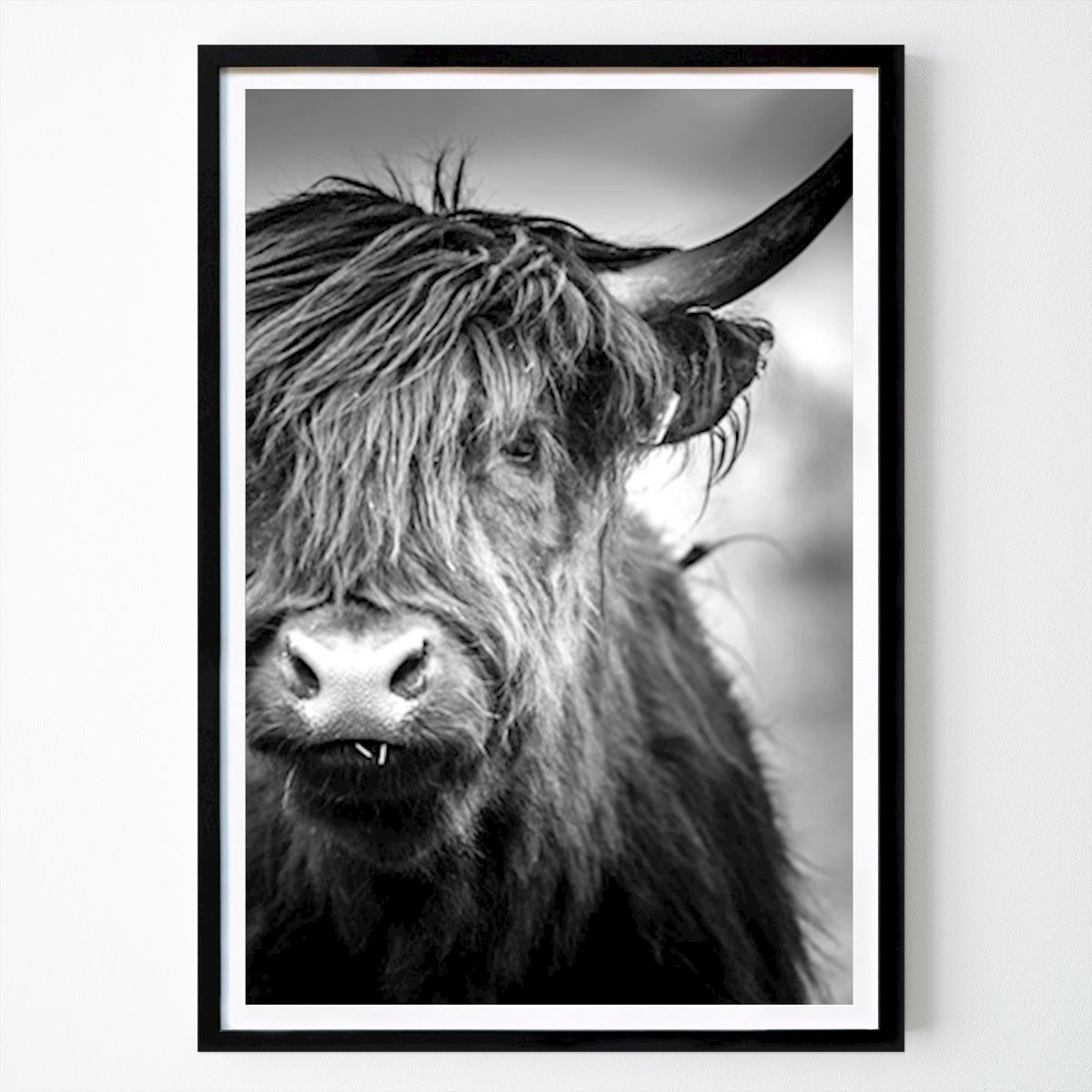 Places & Cities Poster: Highland Cettle by Alexander Martin