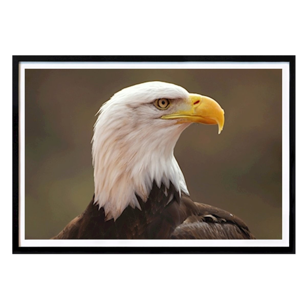 Animal Affiche: Pygargue à tête blanche par Anneli Lundgren