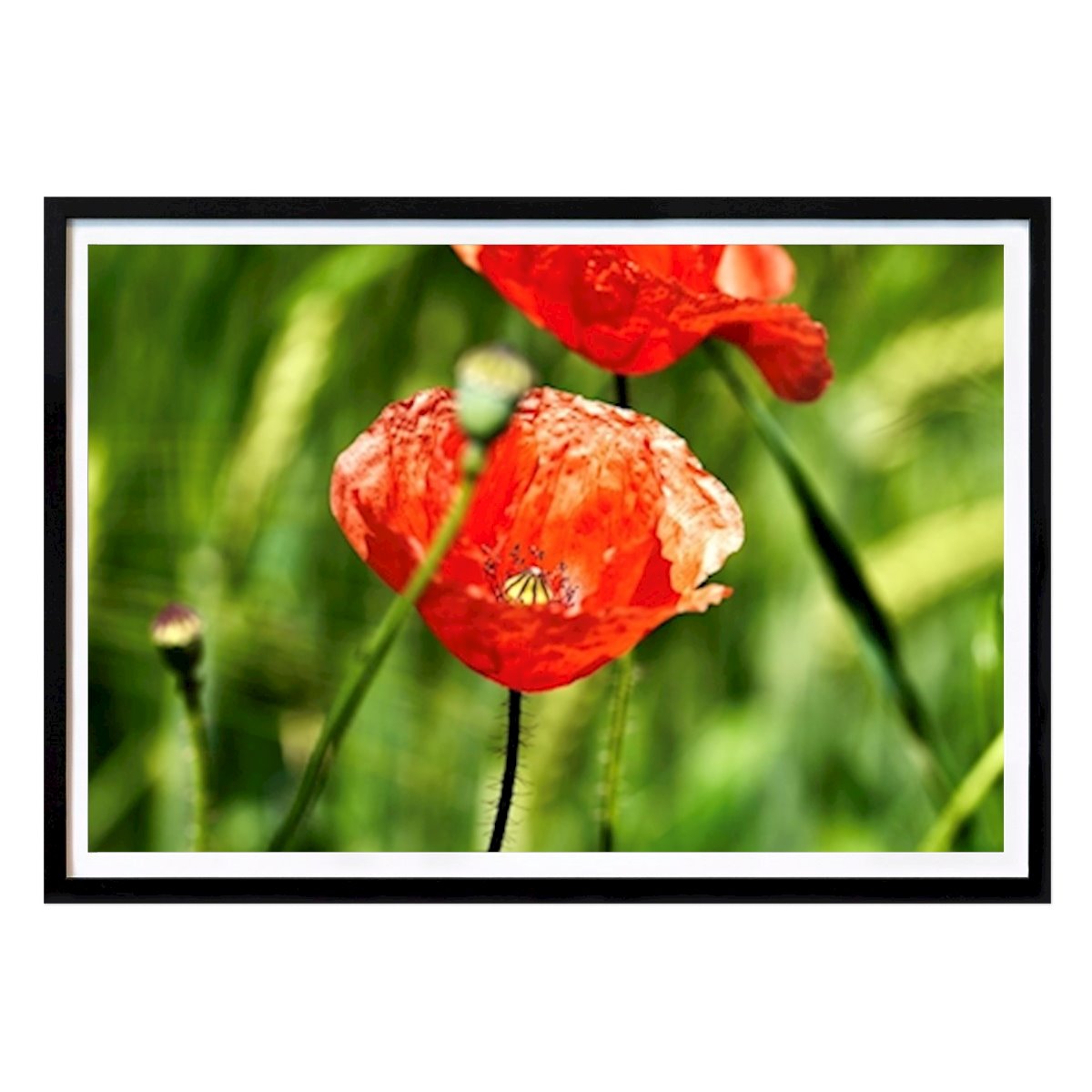 Blomster & Planter Plakat: Valmuefrø i kornmarken av Maria-Christine Metzger