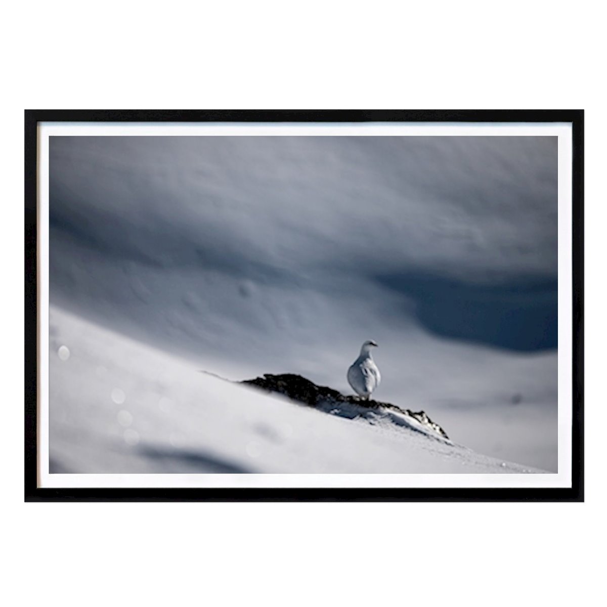 Tier Poster: Ripa von Robert Ungh