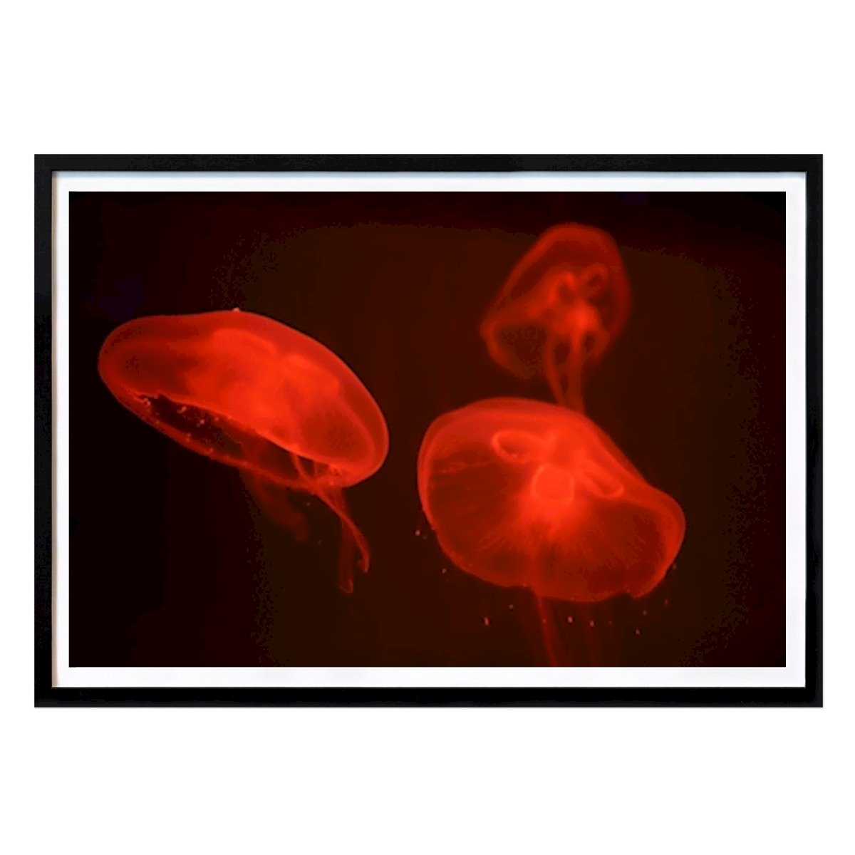 Animals Poster: At the aquarium #4 by Tal Paz-Fridman