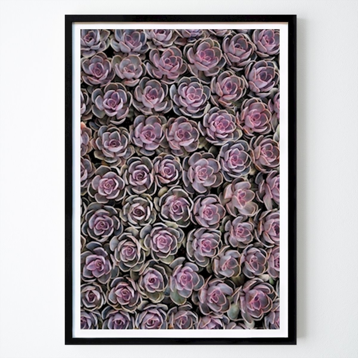Botanisk Poster: Taklök av Britt-Marie Andersson