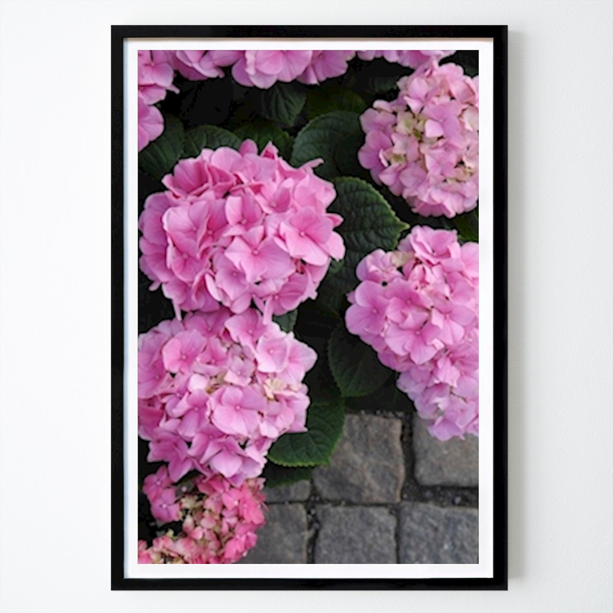 Virágok & Növények Poszter: HORTENSIA Rosa Helena Liljeros által