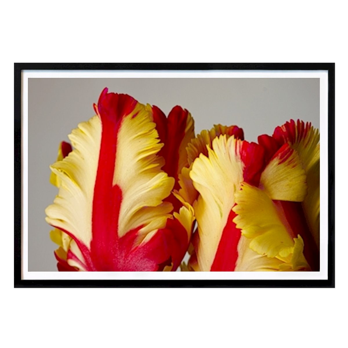 Fiori & Piante Poster: Pappagallo tulpe texas fiamma di Wilko van Oostrum