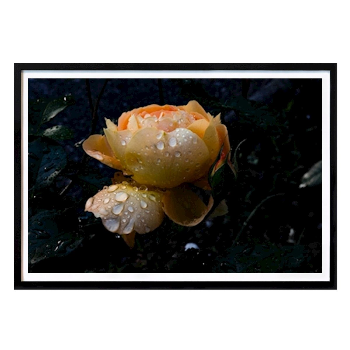 Botanisk Poster: Ros av Rosa Rattay