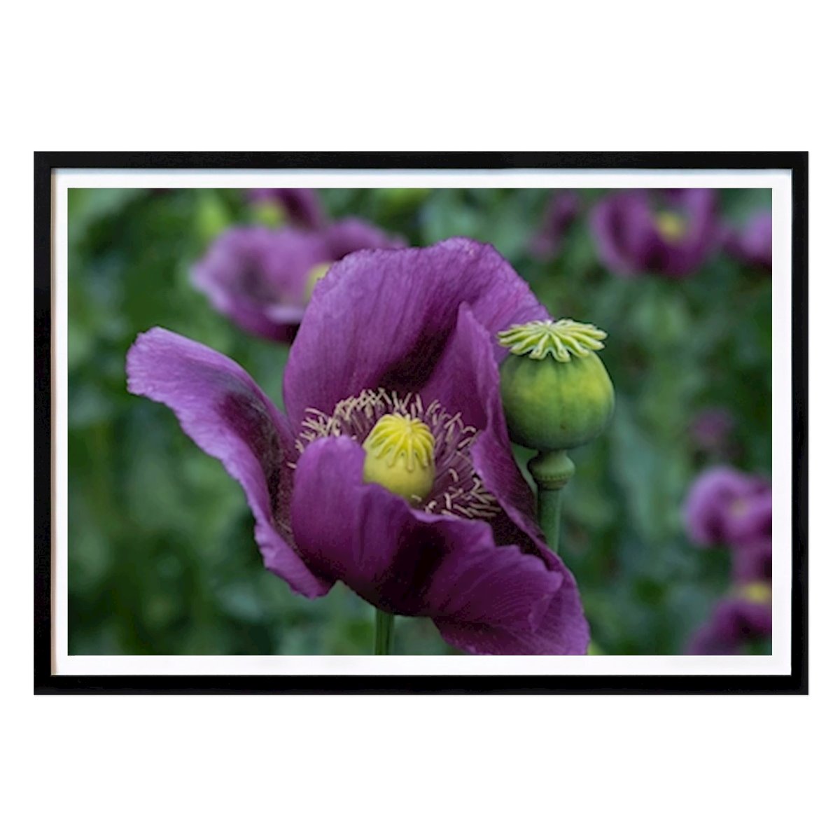 Botanisk Poster: Lila vallmoblomma av Rosa Rattay