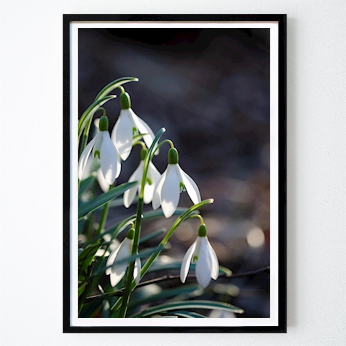 Fiori & Piante Poster: Bianchi messaggeri di primavera di Sidonie Kerbl